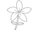 Jasmine Flower
