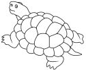 Tortoise